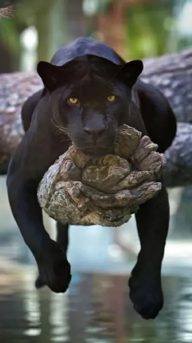 ai character: Bagheera background