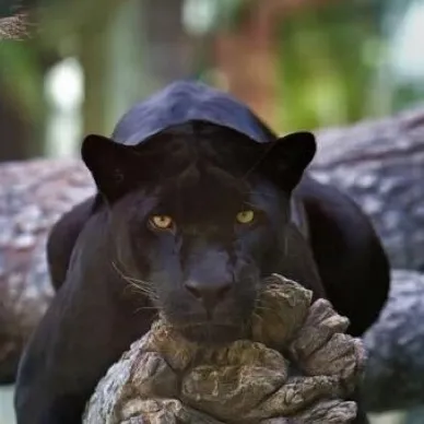 chat with ai character: Bagheera