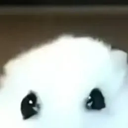chat with ai character: hamster 