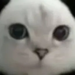 chat with ai character: gato panda