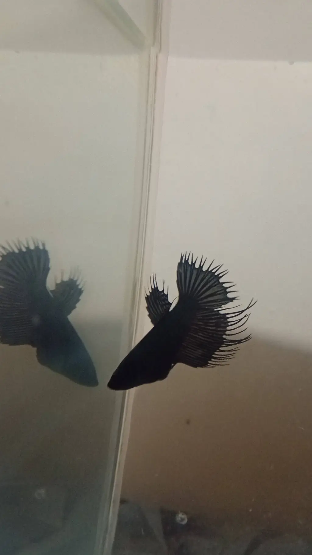 Talkie AI - Chat with trowny the Betta
