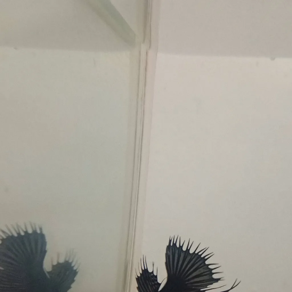 chat with ai character: trowny the Betta