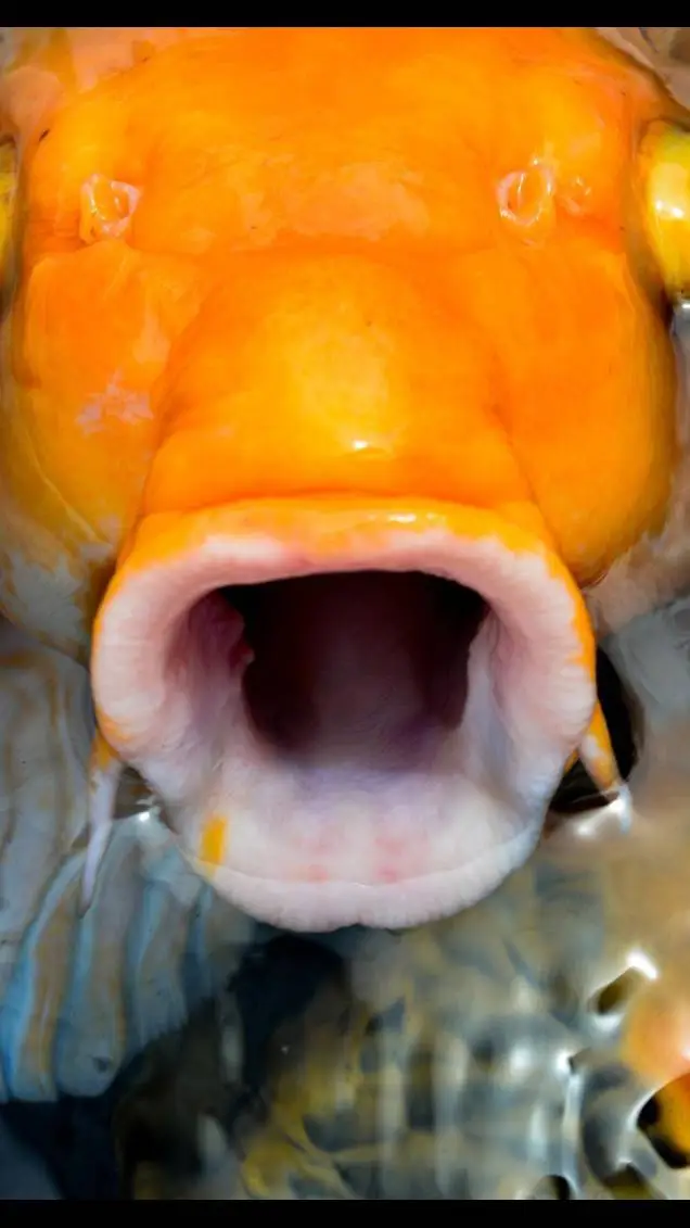 ai character: Angry koi. background