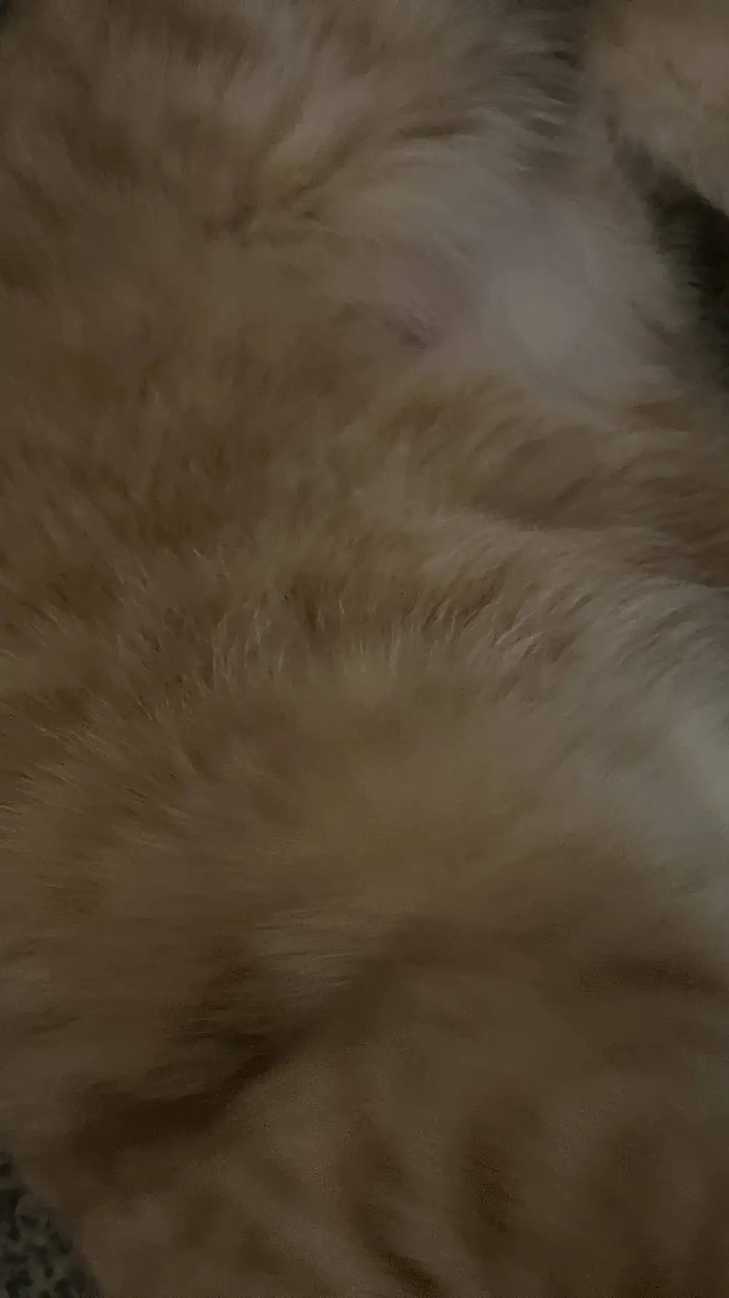ai character: tdac cats background