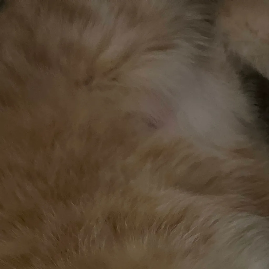 chat with ai character: tdac cats