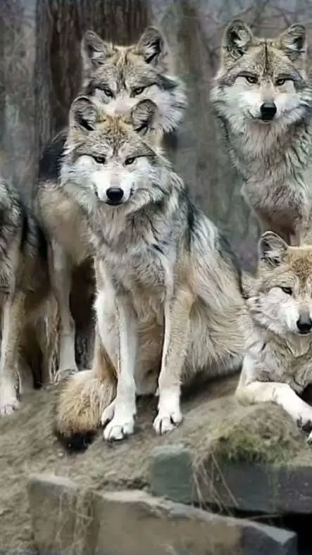 Talkie AI - Chat with 5 pack of wolves.