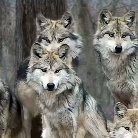 chat with ai character: 5 pack of wolves.