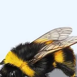 chat with ai character: Bee duo 