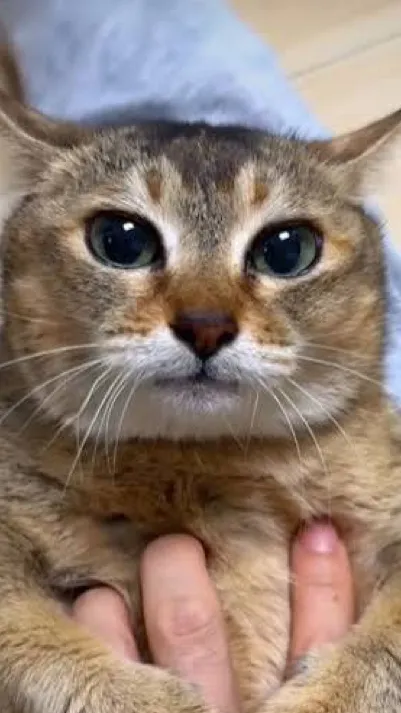 Talkie AI - Chat with Gato psicólogo 