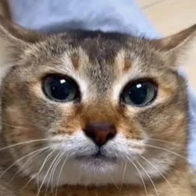 chat with ai character: Gato psicólogo 
