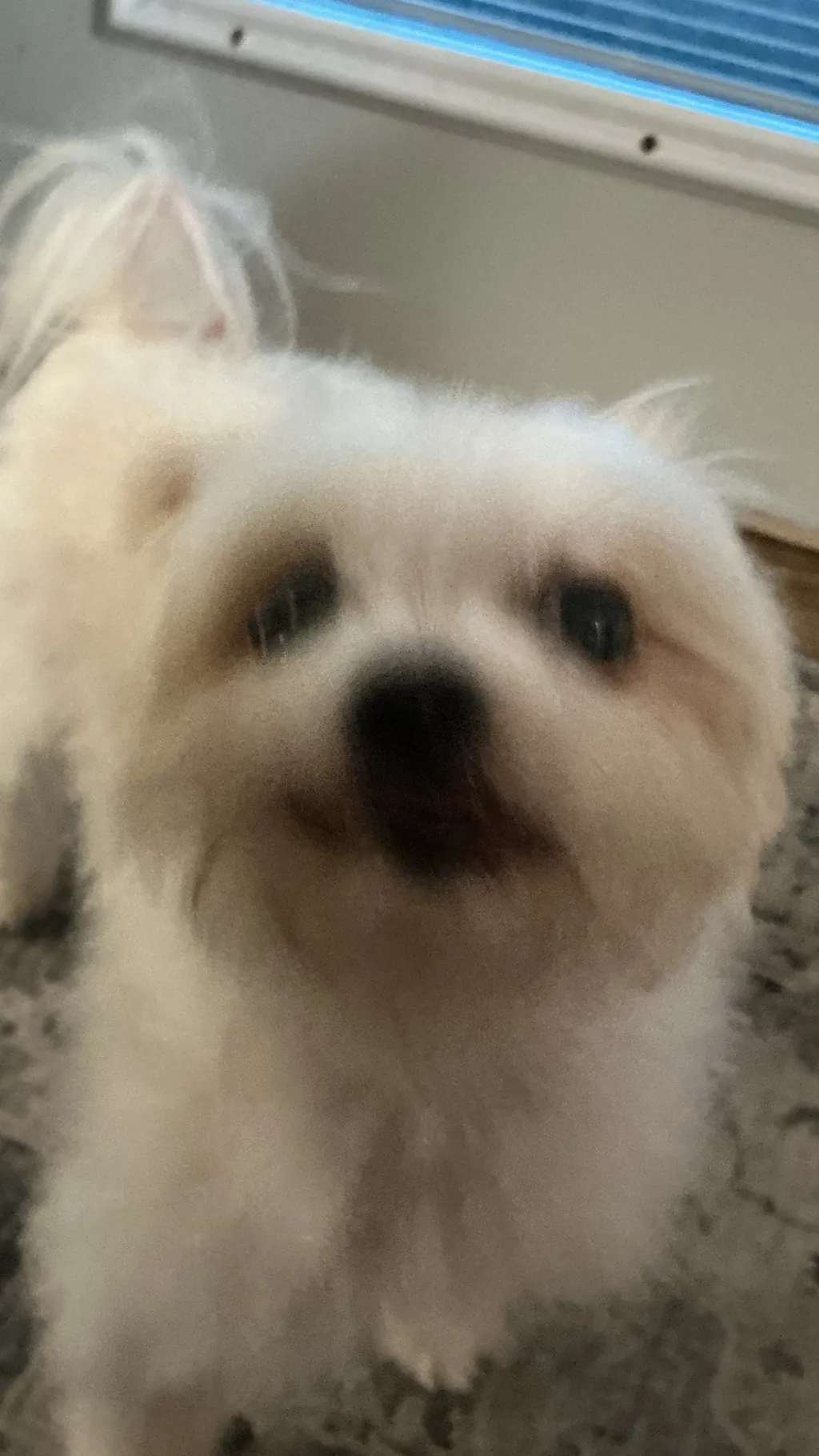 ai character: Brody, my dog background