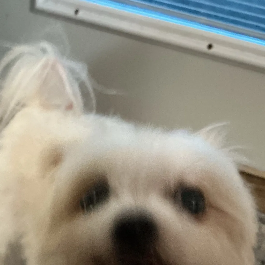 chat with ai character: Brody, my dog