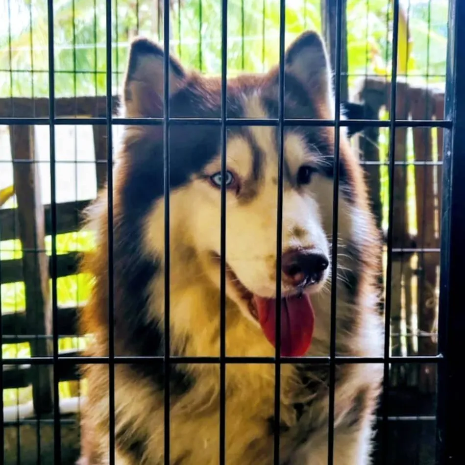 chat with ai character: husky 