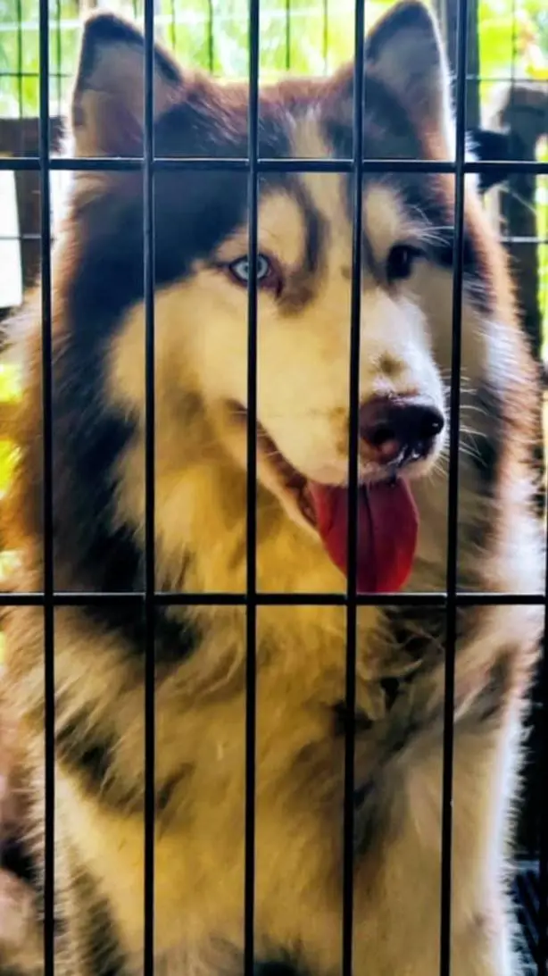 ai character: huskys background