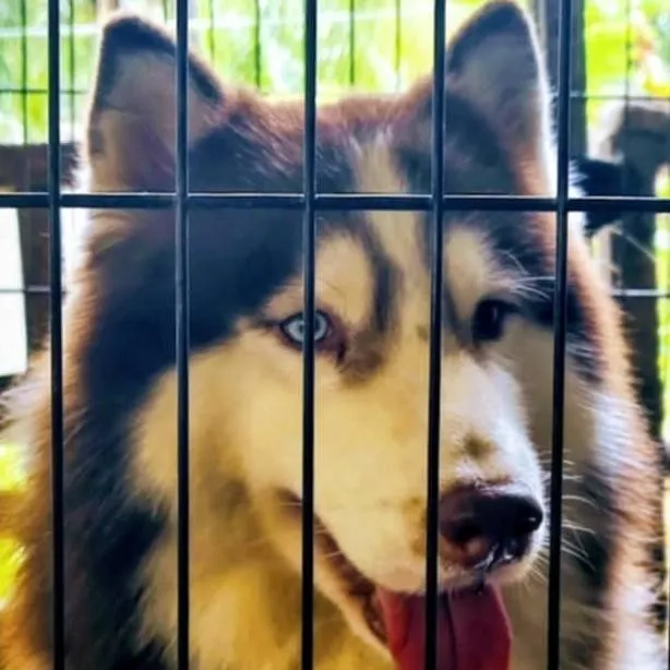 chat with ai character: huskys