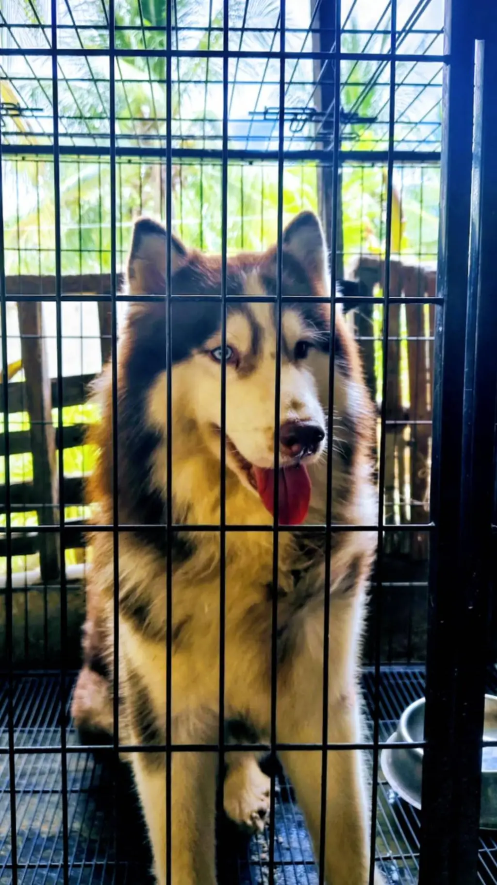 Talkie AI - Chat with husky 