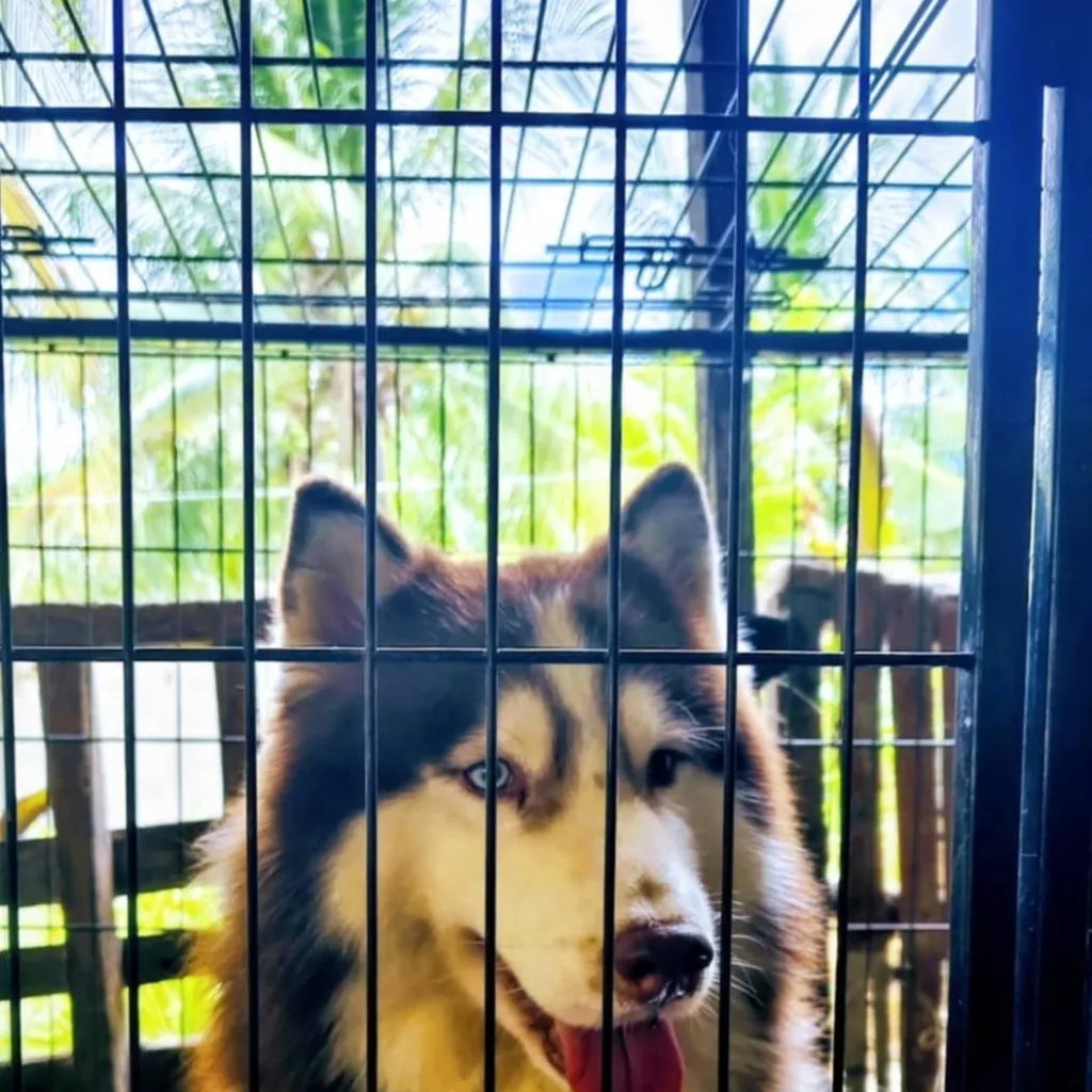 chat with ai character: husky 