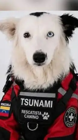 ai character: Rescue Dog background