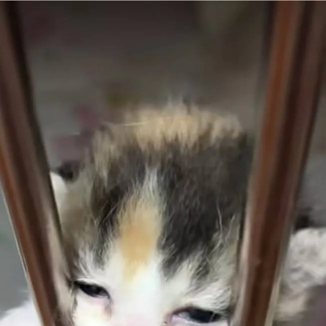 chat with ai character: cat