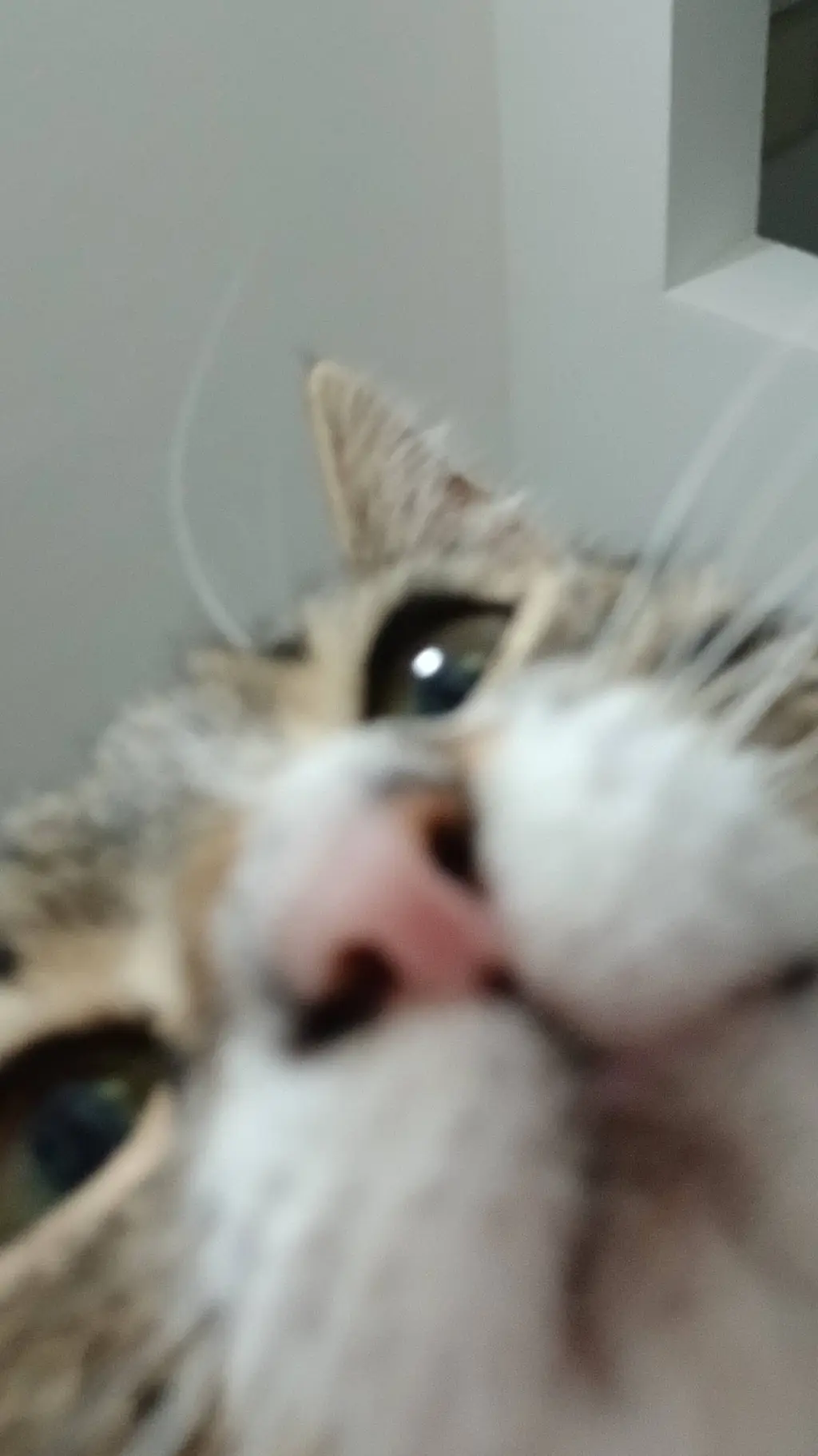 ai character: Šušu the cat background