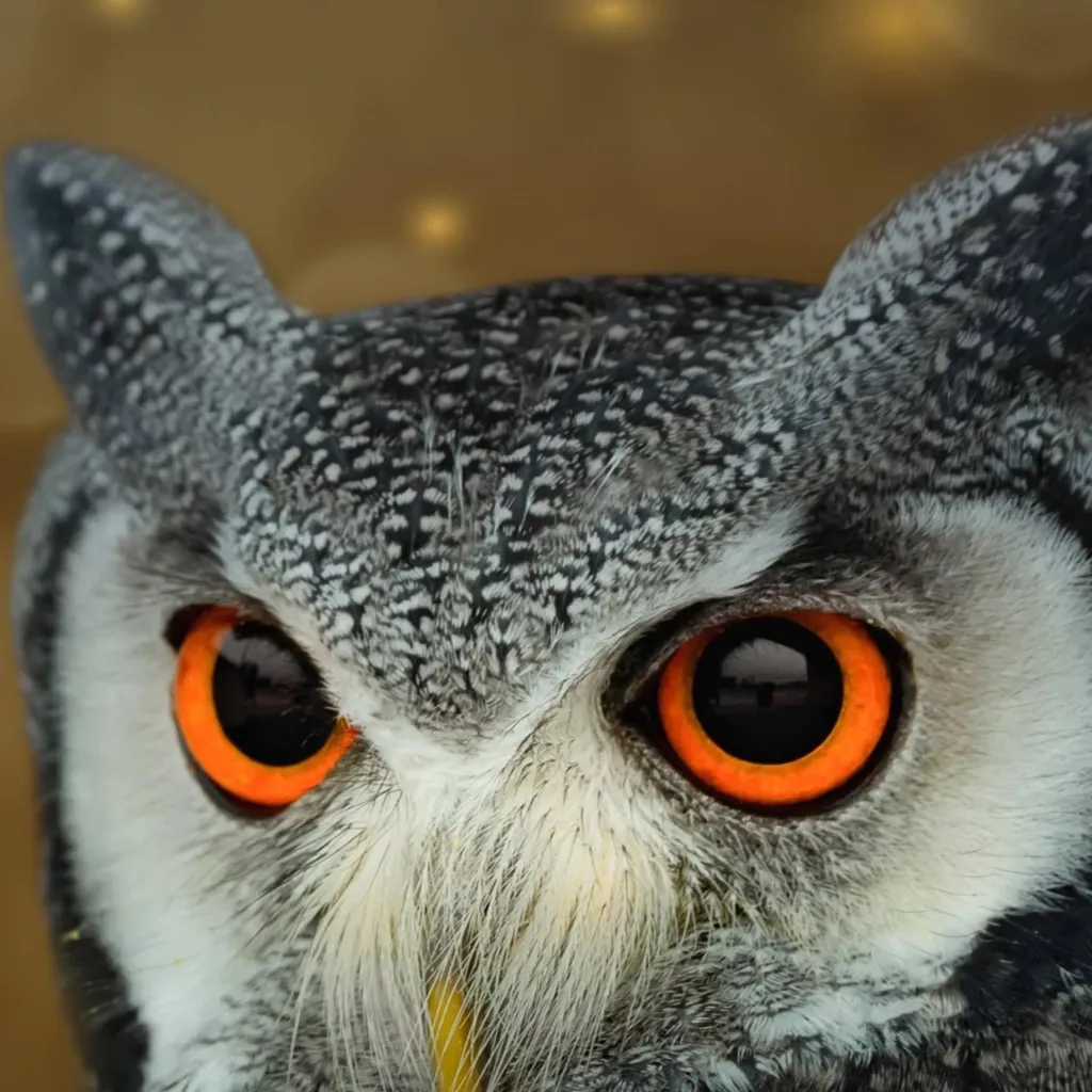 chat with ai character: An Owl