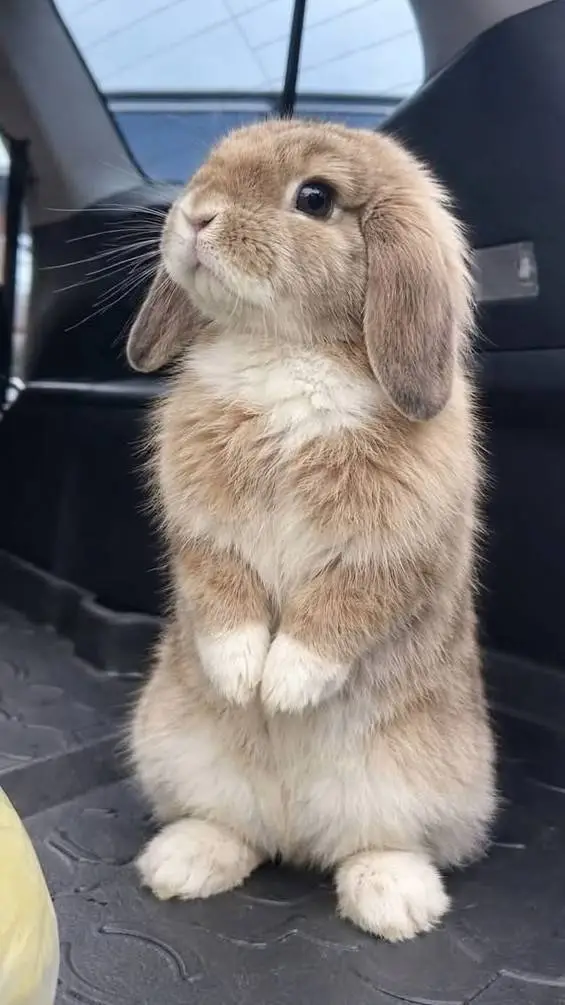 ai character: bunny  background