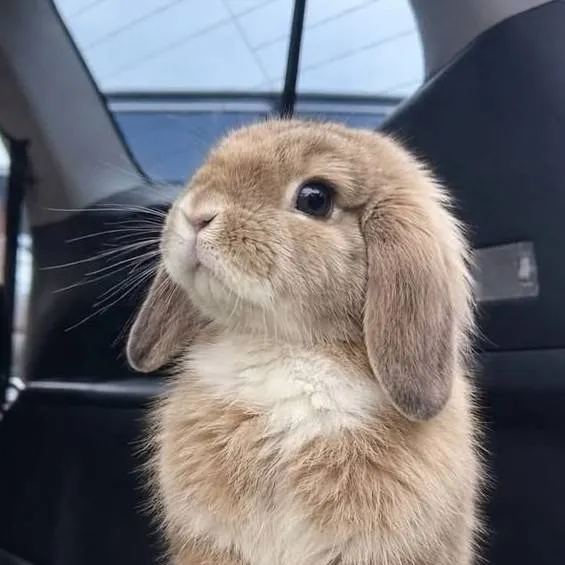 chat with ai character: bunny 