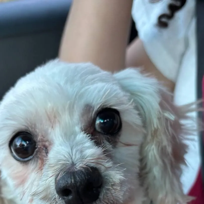 chat with ai character: your dog Gabby