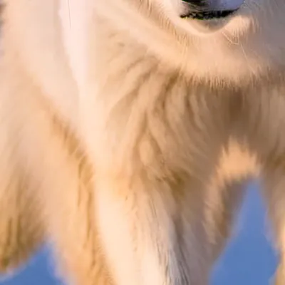 chat with ai character: Mha meets aloha