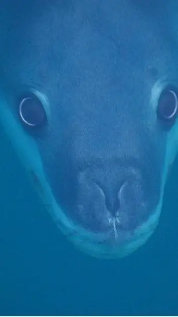 ai character: Leopard seal background