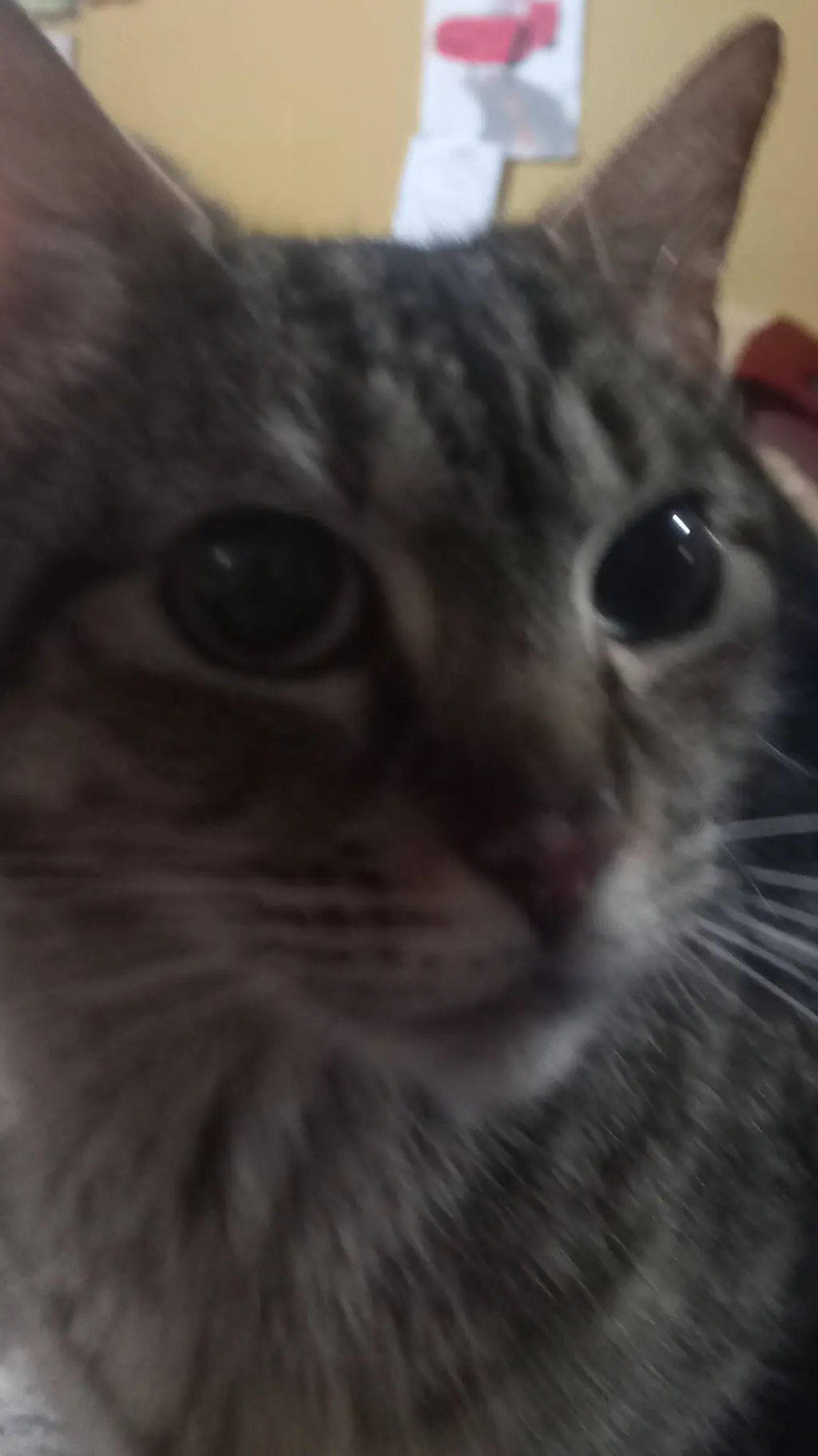 Talkie AI - Chat with morita gatita