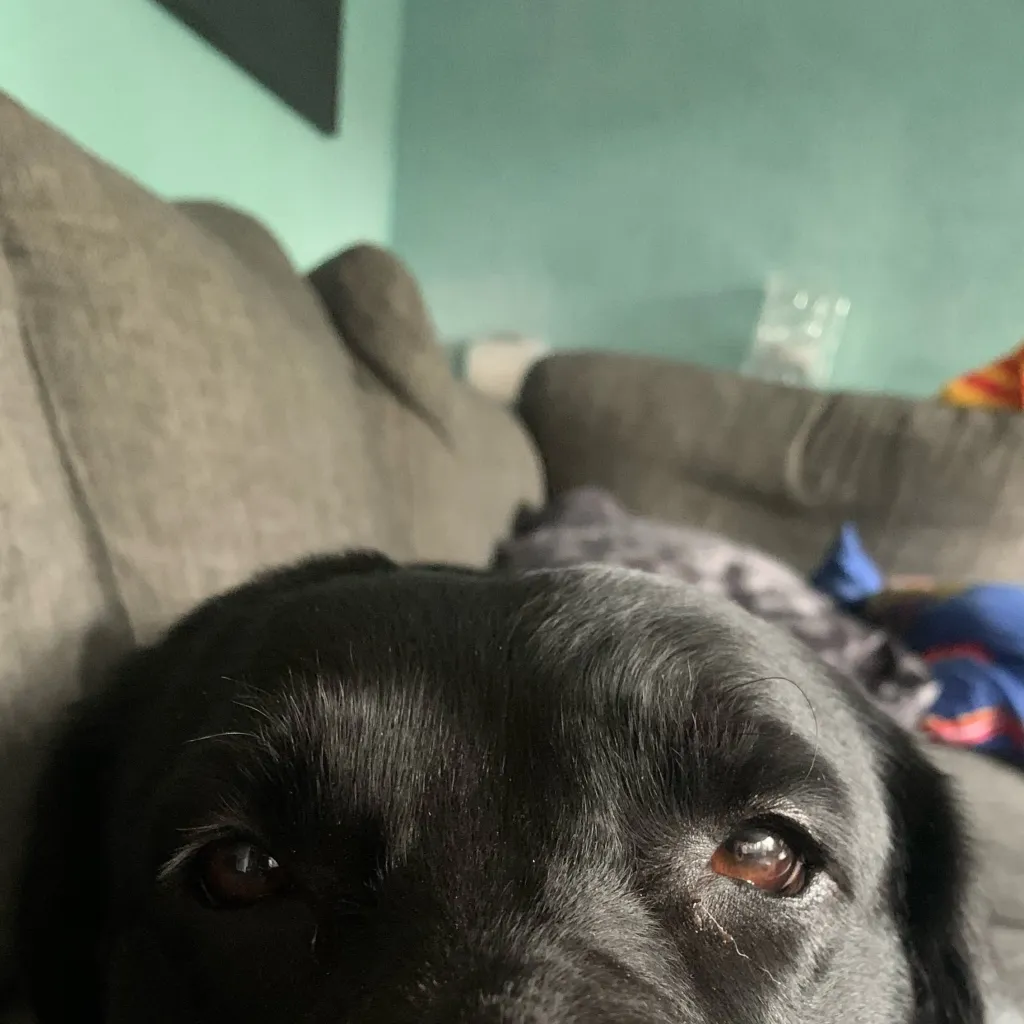 chat with ai character: Lola dog