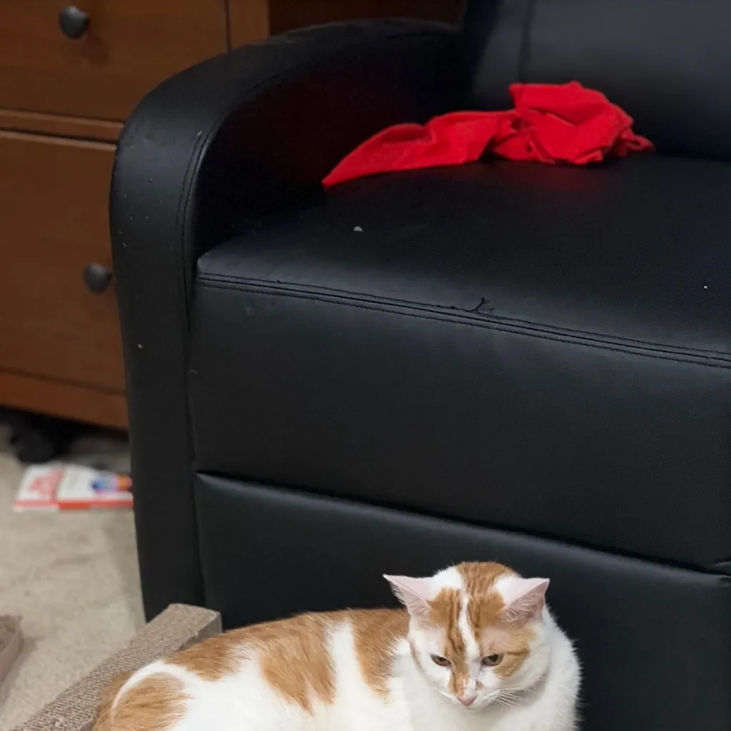 chat with ai character: Mango the cat