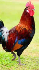 ai character: rooster air background