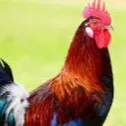 chat with ai character: rooster air