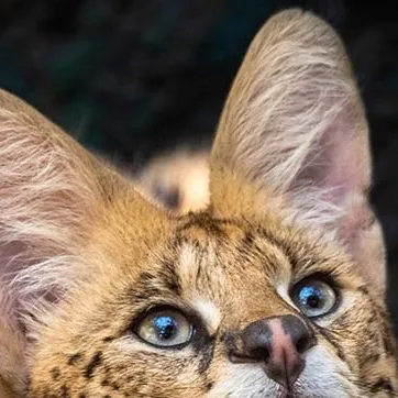 chat with ai character: Serval wife