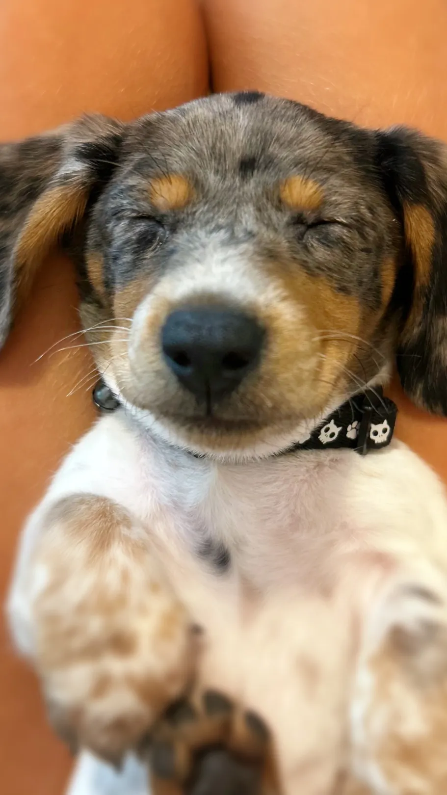 ai character: Cutest puppy background