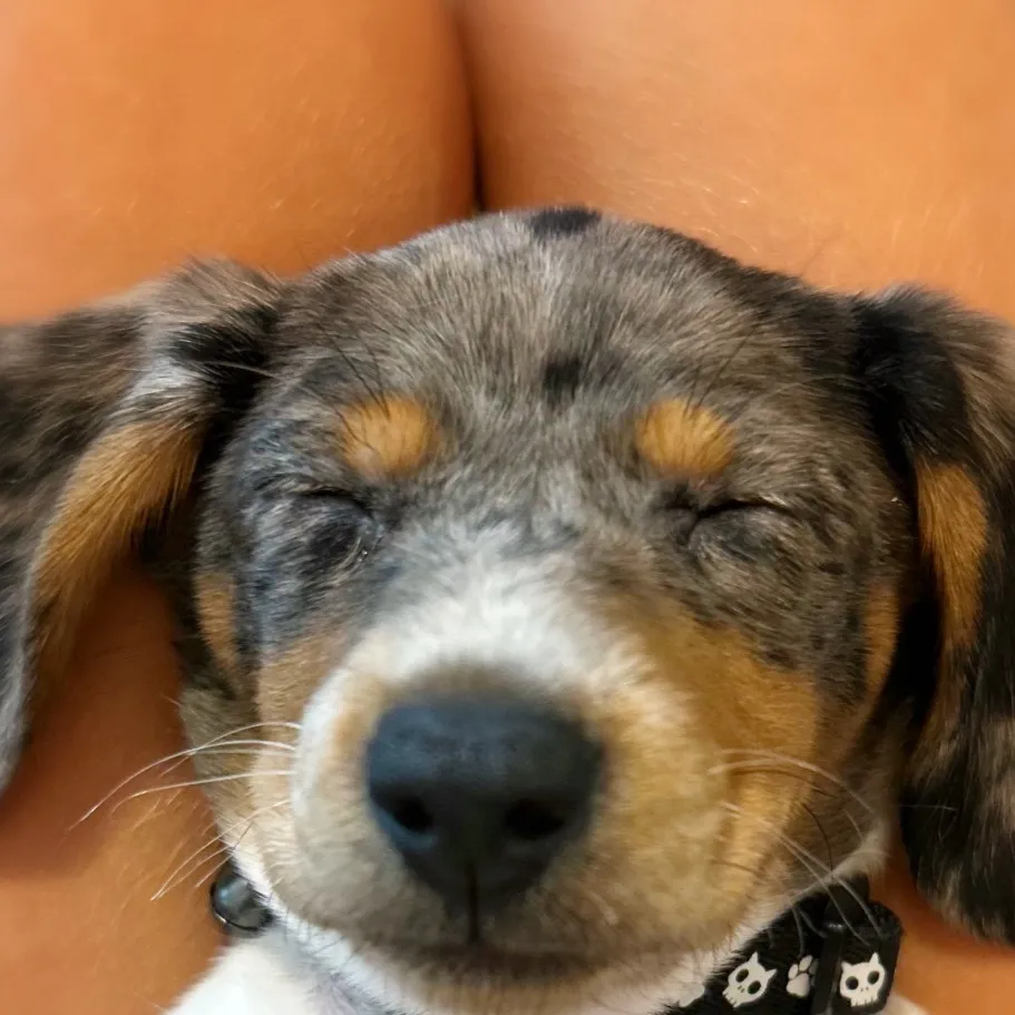 chat with ai character: Cutest puppy