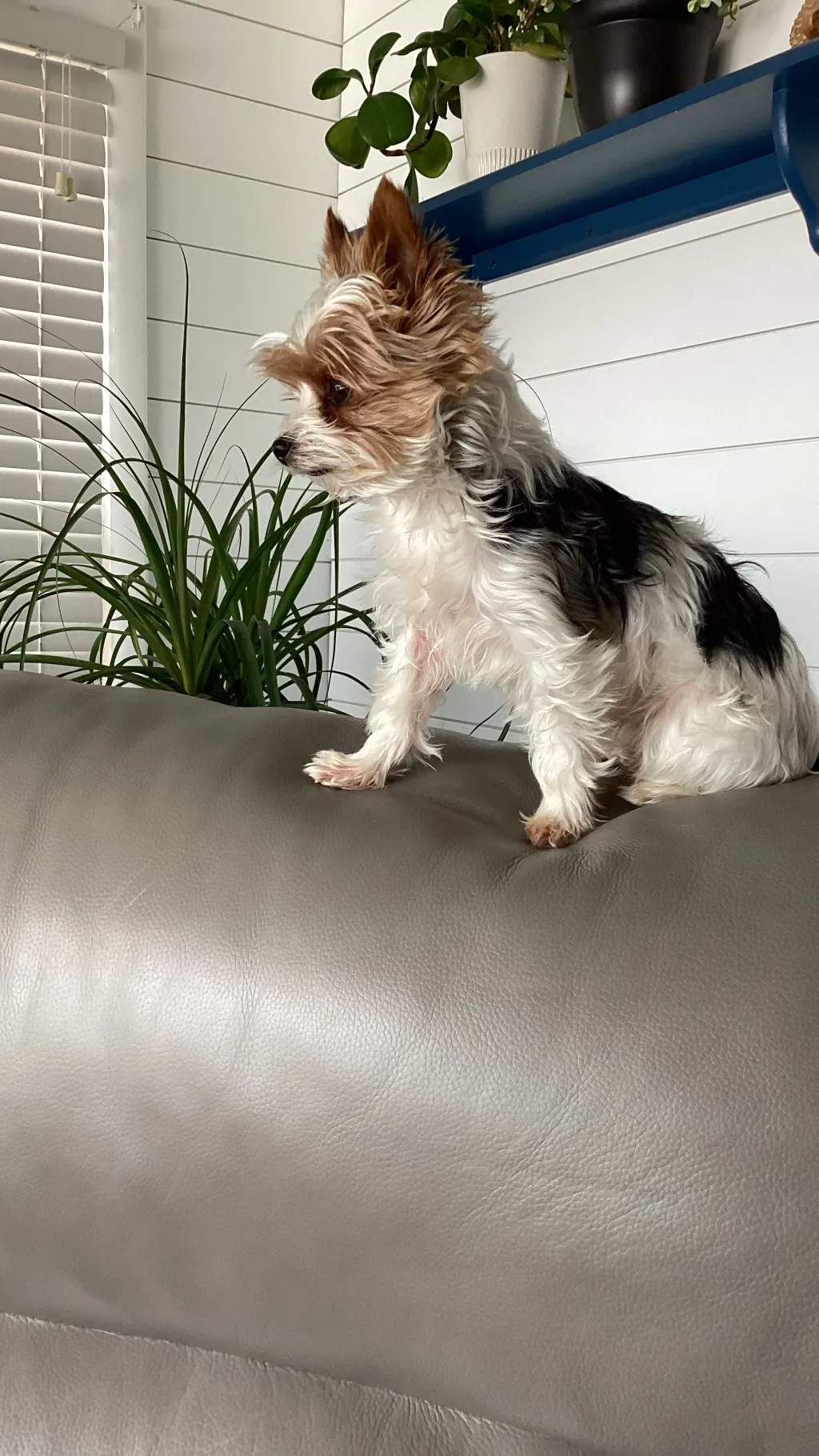 Talkie AI - Chat with Nice Marley