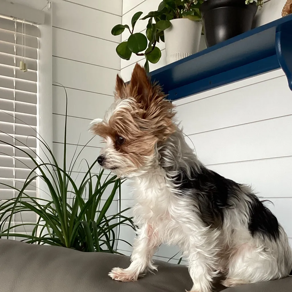 chat with ai character: Nice Marley