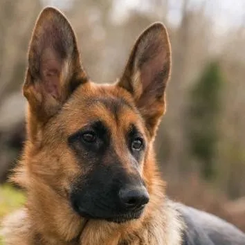 chat with ai character: Max 