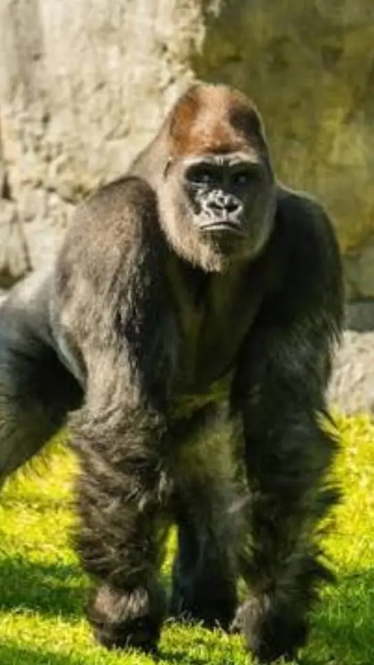 ai character: gorilla background