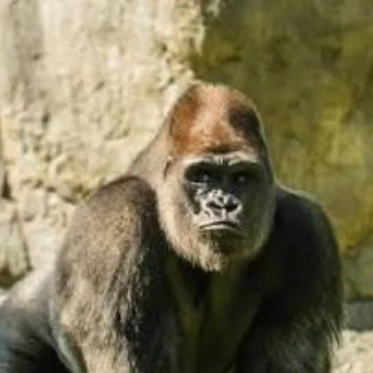 chat with ai character: gorilla