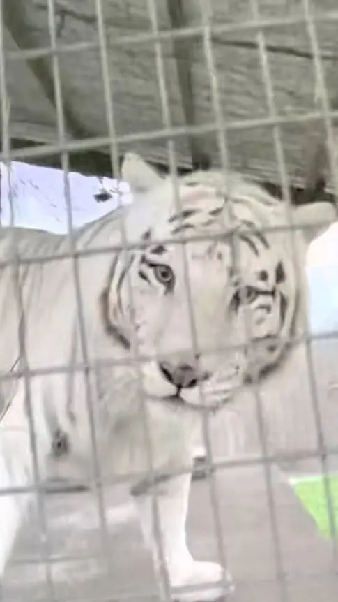 ai character: White tiger background