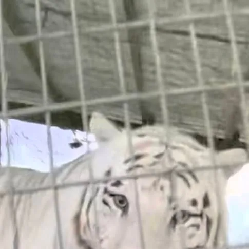 chat with ai character: White tiger