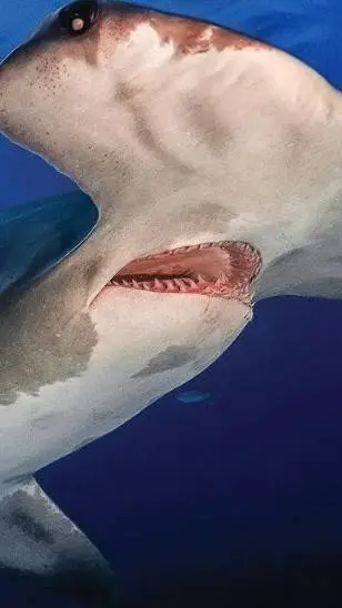 ai character: Sharks background