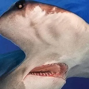 chat with ai character: Sharks