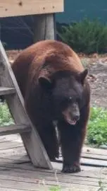 ai character: Bear background