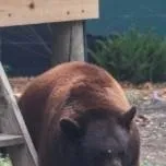 chat with ai character: Bear
