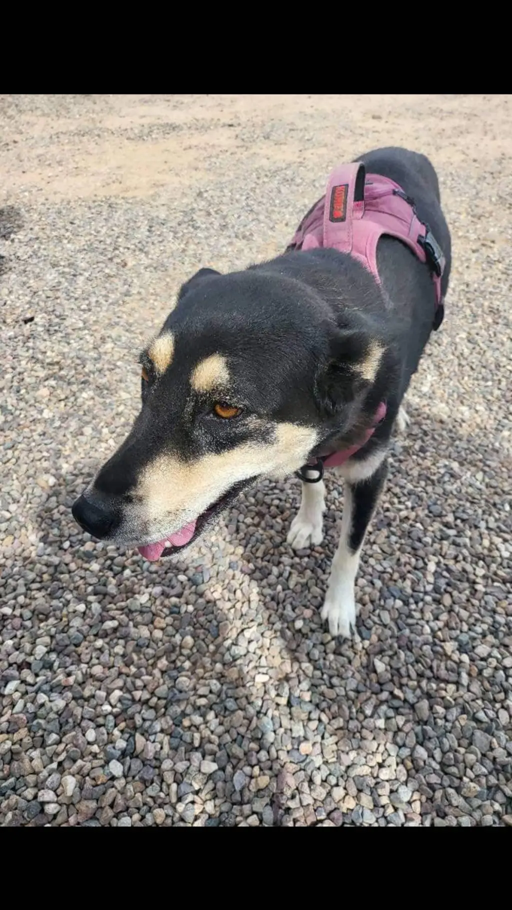 ai character: Dog  background